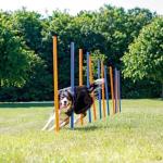 PAWISE Dog Agility Training Set with Weave Poles