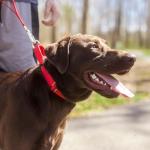 Country Brook Martingale Dog Collar for Training