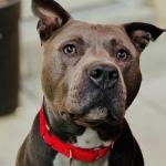 Country Brook Martingale Dog Collar for Training