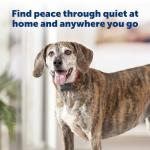 PetSafe Basic Bark Control Collar - Waterproof and Reliable