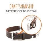 Mighty Paw Martingale Dog Collar – No Pull Design