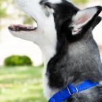 Country Brook Petz Martingale Dog Collar - 1 Inch