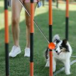 Dog and Cat Training Kit with Clicker and Whistle