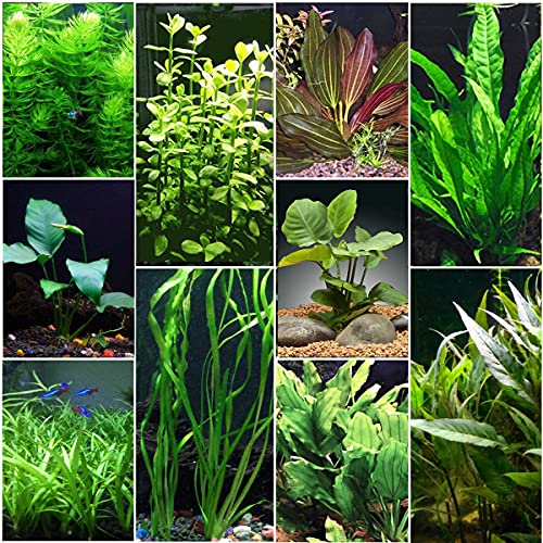 Cenyo Florida 10 Species Live Aquarium Plants Bundle