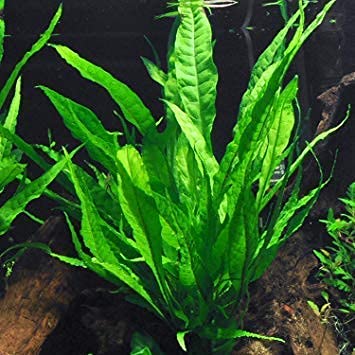 Cenyo Florida 10 Species Live Aquarium Plants Bundle