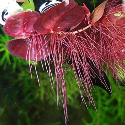 High-Quality Red Root Floater Plants for Aquariums