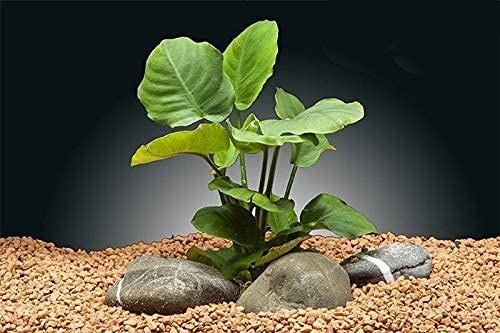 Cenyo Florida 10 Species Live Aquarium Plants Bundle