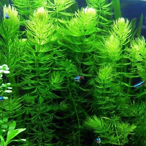Cenyo Florida 10 Species Live Aquarium Plants Bundle