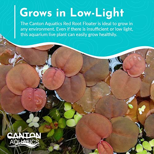 High-Quality Red Root Floater Plants for Aquariums