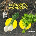 Dan&Darci Root Viewer Kit for Kids - Grow Your Own Plant for Boys & Girls Christmas Gifts - Science STEM Toy & Craft Growing Kits for Ages 4-8 Birthday Gifts for Boy, Girl 4, 5, 6, 7, 8, Year Old