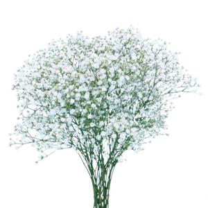 Floral Gypsophila 5 Stem, 1 Ea