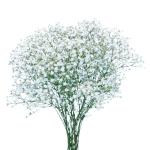 Floral Gypsophila 5 Stem, 1 Ea