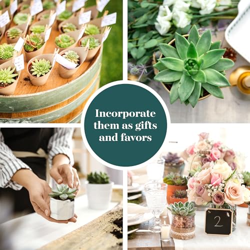 Rosette Succulent Wedding Card Box Collection