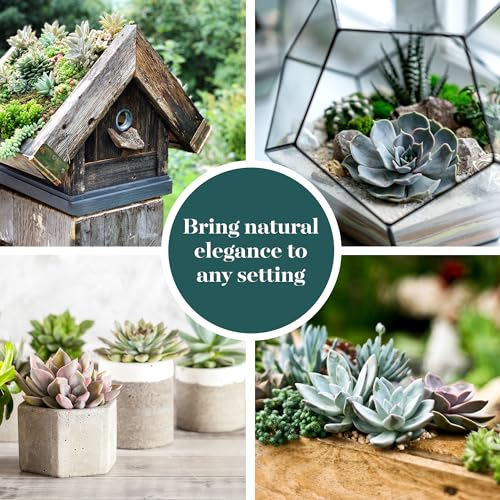 Rosette Succulent Wedding Card Box Collection