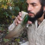 Peacock Design Norse Drinking Horn Mug 13-15