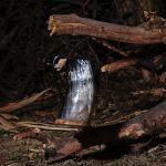 Viking Drinking Horn Mug with Burlap Sack 20 Oz