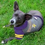 Minnesota Vikings Hoodie for Dogs and Cats