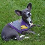 Minnesota Vikings Hoodie for Dogs and Cats