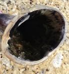 14" Viking Steer Horn Drinkware Decor Piece