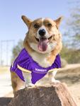 Minnesota Vikings Dog Jersey - Medium Size