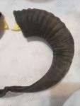 Soay Sheep Ram Horn Drinking Horns Pair