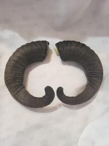 Viking Drinking Horn Caps with Soay Sheep Rams