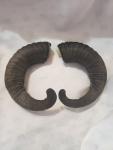 Viking Drinking Horn Caps with Soay Sheep Rams