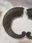 Viking Drinking Horn Caps with Soay Sheep Rams