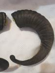 Viking Drinking Horn Caps with Soay Sheep Rams