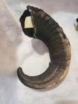 Viking Drinking Horn Caps with Soay Sheep Rams