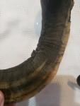 Viking Drinking Horn Caps with Soay Sheep Rams