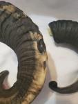Viking Drinking Horn Caps with Soay Sheep Rams