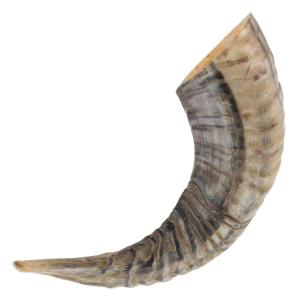 Natural Ram Horn Drinking Horn | Rustic Décor Gift