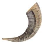 Natural Ram Horn Drinking Horn | Rustic Décor Gift