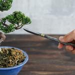 Wazakura Carbon Steel Bonsai Jin Chisel - 7.2