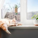 La Crosse 8" Clear Indoor/Outdoor Window Thermometer