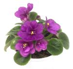 African Violet 'LE-Kolibri' with Two Leaves