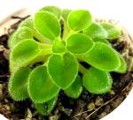 African Violet Plant in 3oz Cup