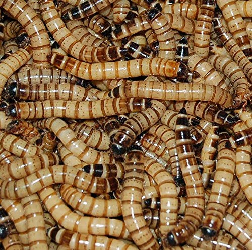 250 Live Superworms for Bearded Dragons