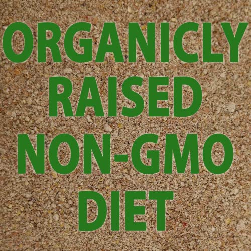 Organic Live Gut Loaded Small Dubia Roaches 100ct