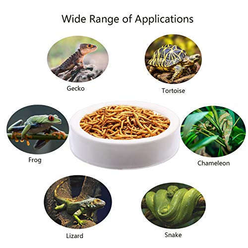 Bearded Dragon Ceramic Food Bowls - 2 Pack