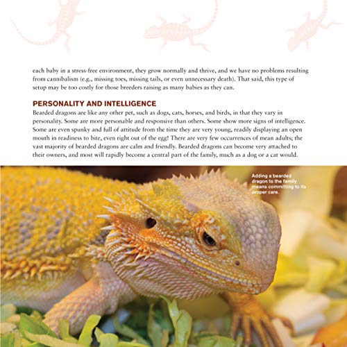 Bearded Dragon Care Manual: Expert Tips Inside