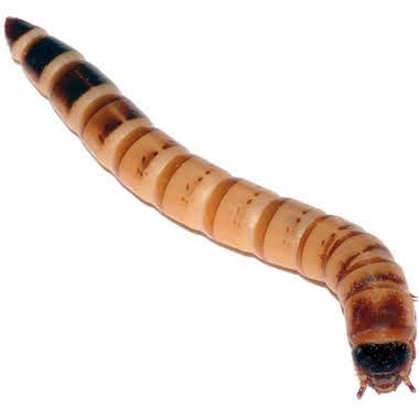 250 Live Superworms for Bearded Dragons