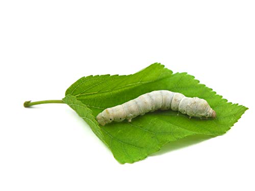 Live Silkworms for Bearded Dragons and Reptiles