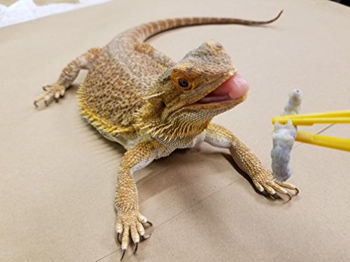 Live Silkworms for Bearded Dragons and Reptiles