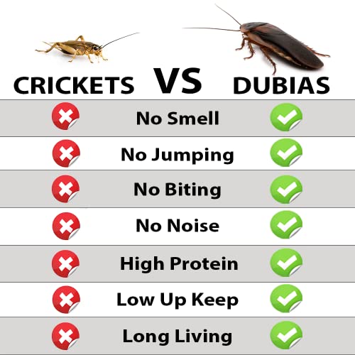 Organic Live Gut Loaded Dubia Roaches 100ct