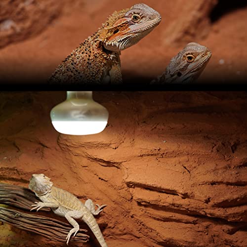 Intense Basking Spot for Bearded Dragon - 100W