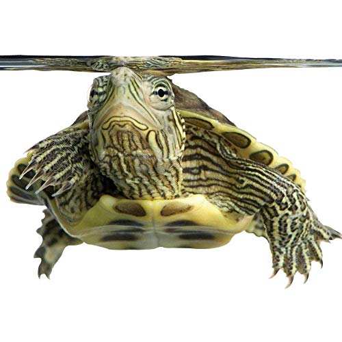 Healthy Herp Dragon Treats - Grasshoppers, 0.56-Ounce