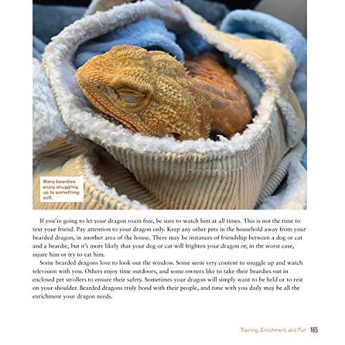 Bearded Dragon Care Guide: Expert Tips & Tricks