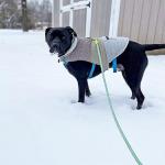 Reflective Heavy Duty Dog Leash - 6ft Green